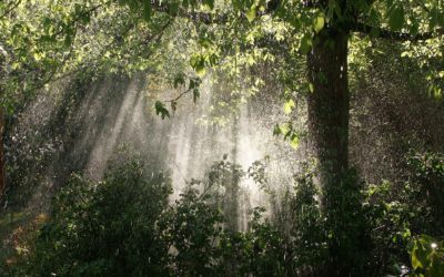 Sunshine Through the Rain